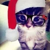 🌟 Эмодзи «kittens» для Telegram