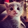 🌟 Эмодзи «kittens» для Telegram