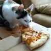 🌟 Эмодзи «kittens» для Telegram