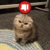 🌟 Эмодзи «kittens» для Telegram