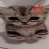 🌟 Эмодзи «kittens» для Telegram