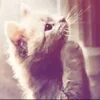🌟 Эмодзи «kittens» для Telegram