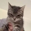 Эмодзи kittens для Telegram — скачать