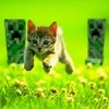 🌟 Эмодзи «kittens» для Telegram