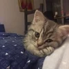 🌟 Эмодзи «kittens» для Telegram