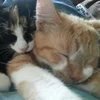 🌟 Эмодзи «kittens» для Telegram