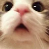 🌟 Эмодзи «kittens» для Telegram