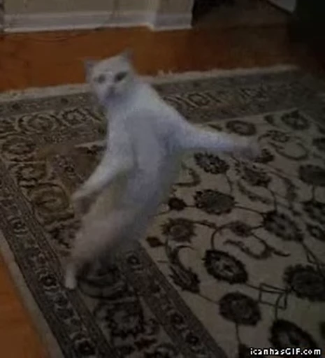 🤗 Стикер «Cats Animation» для Telegram