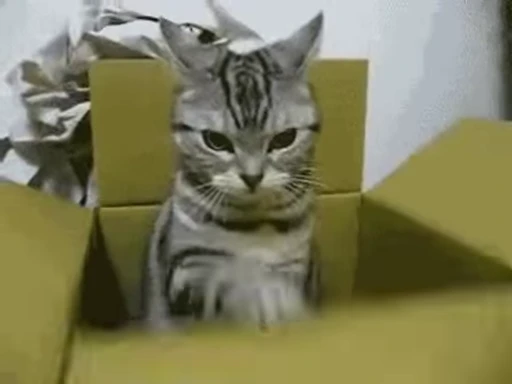 🎁 Стикер «Cats Animation» для Telegram