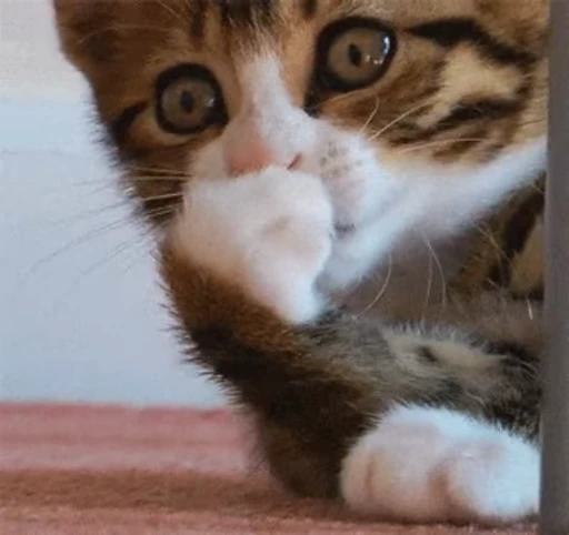 🥴 Стикер «Cats Animation» для Telegram