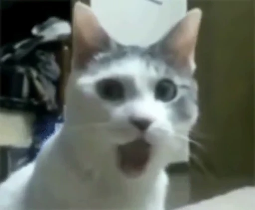 😮 Стикер «Cats Animation» для Telegram