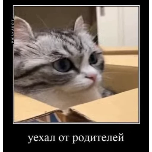 📦 Стикер «Cats Animation» для Telegram