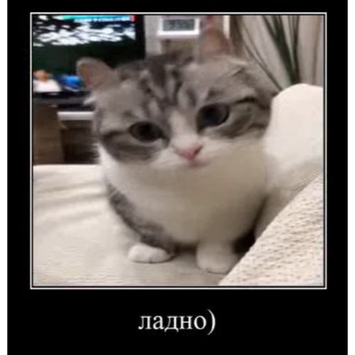 😔 Стикер «Cats Animation» для Telegram