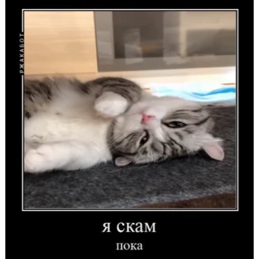 😼 Стикер «Cats Animation» для Telegram
