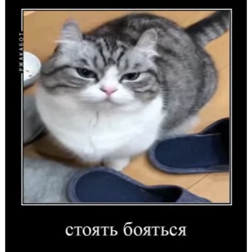 😼 Стикер «Cats Animation» для Telegram