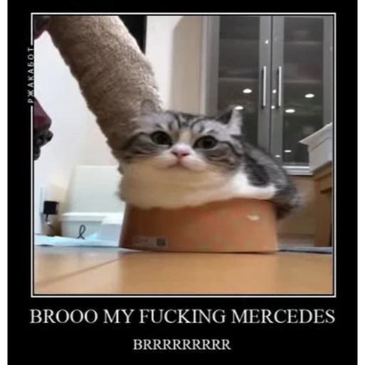 😼 Стикер «Cats Animation» для Telegram