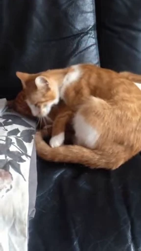 ❤ Стикер «Cats Animation» для Telegram
