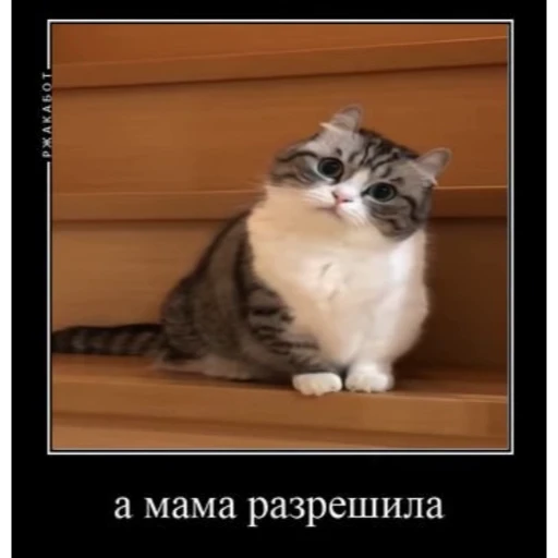 😼 Стикер «Cats Animation» для Telegram