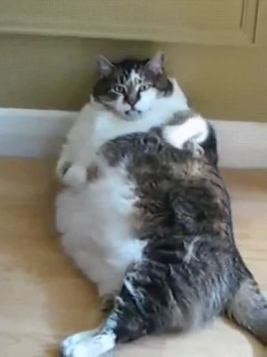 😋 Стикер «Cats Animation» для Telegram