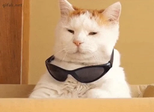 😎 Стикер «Cats Animation» для Telegram