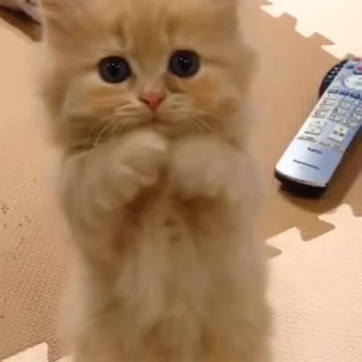 Стикерпак Cats Animation для Telegram