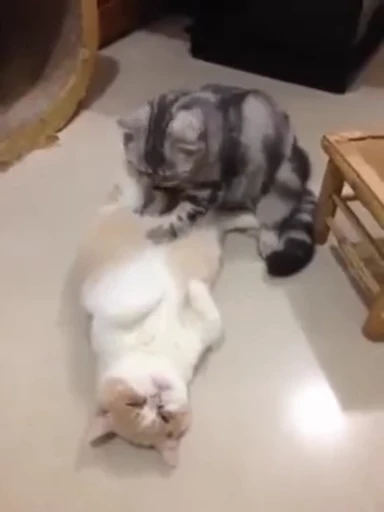 💆‍♀ Стикер «Cats Animation» для Telegram