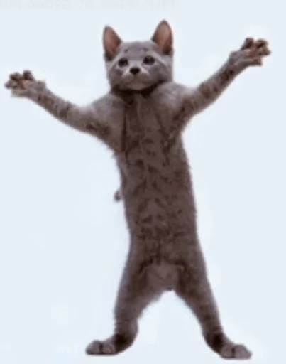 💃 Стикер «Cats Animation» для Telegram