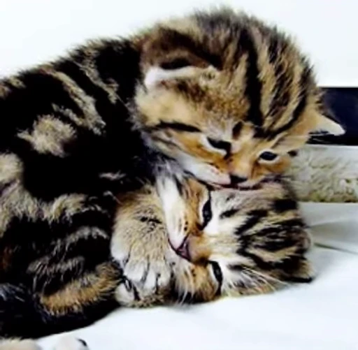 ❤ Стикер «Cats Animation» для Telegram