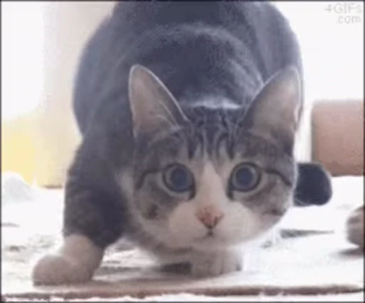 💃 Стикер «Cats Animation» для Telegram