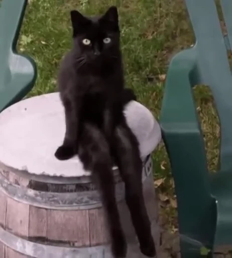 🤨 Стикер «Cats Animation» для Telegram