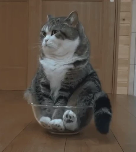 😴 Стикер «Cats Animation» для Telegram