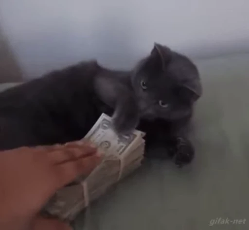 🤑 Стикер «Cats Animation» для Telegram