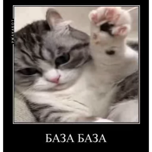 😺 Стикер «Cats Animation» для Telegram