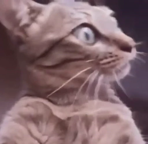 😳 Стикер «Cats Animation» для Telegram