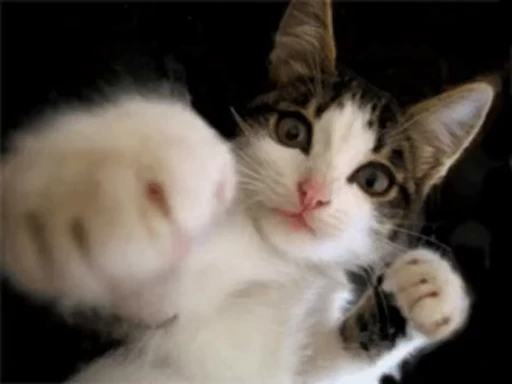👊 Стикер «Cats Animation» для Telegram