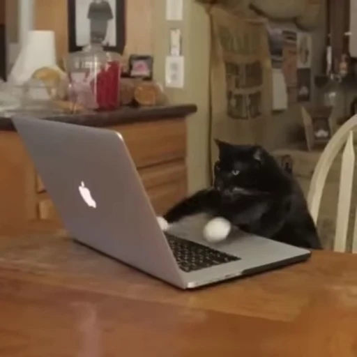 👌 Стикер «Cats Animation» для Telegram