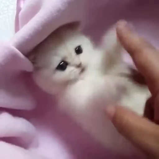 😊 Стикер «Cats Animation» для Telegram
