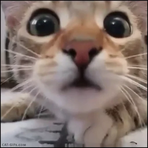😮 Стикер «Cats Animation» для Telegram