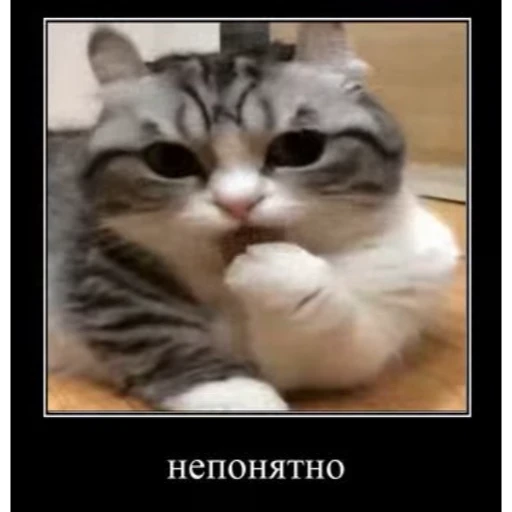 😋 Стикер «Cats Animation» для Telegram