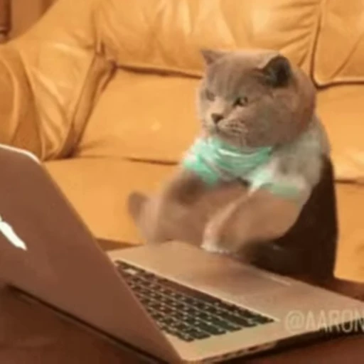 ⌨ Стикер «Cats Animation» для Telegram