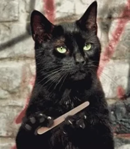 😬 Стикер «Cats Animation» для Telegram