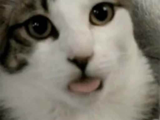 😛 Стикер «Cats Animation» для Telegram