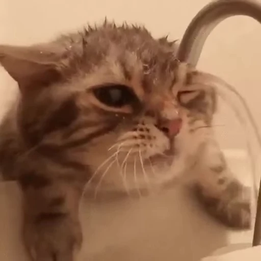 💦 Стикер «Cats Animation» для Telegram