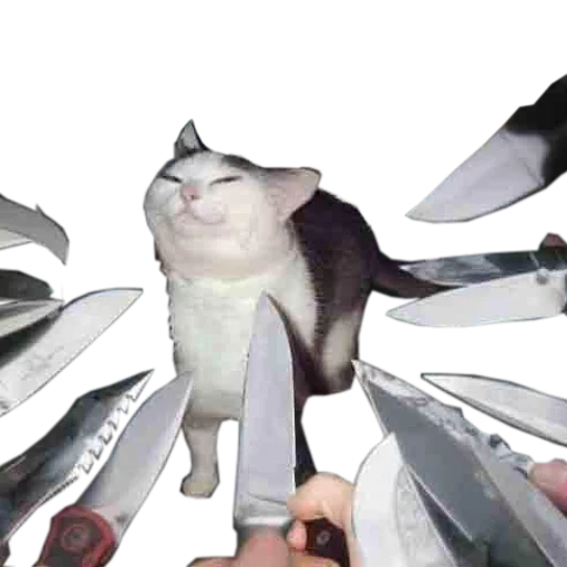 🔪 Стикер «cats cats cats!» для Telegram