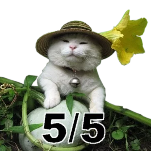 👌 Стикер «cats cats cats!» для Telegram