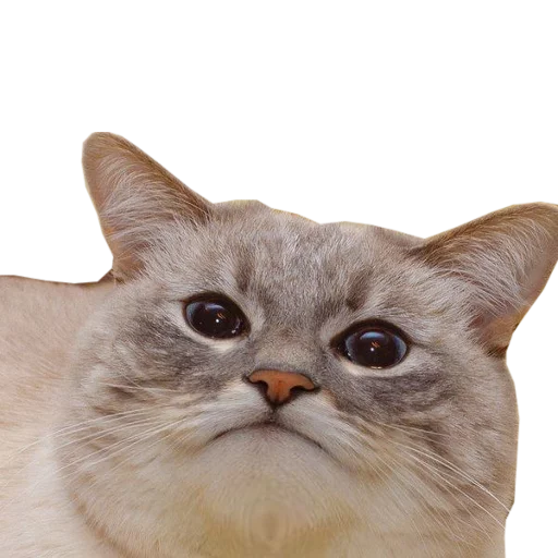 🍆 Стикер «cats cats cats!» для Telegram