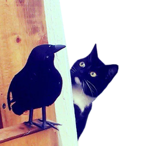 🐓 Стикер «cats cats cats!» для Telegram