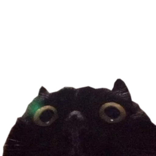 🍆 Стикер «cats cats cats!» для Telegram