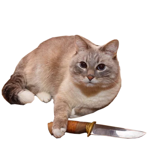 🔪 Стикер «cats cats cats!» для Telegram