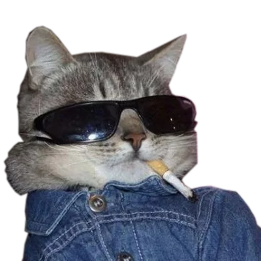 😎 Стикер «cats cats cats!» для Telegram